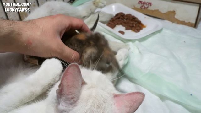 The NEWBORN KITTENS Whose EYES Are Opened SEE The MOM CAT For The First Time And HUG Her| Lucky Paw