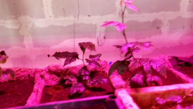 Пикирую ежевику сорт Бжезина 24 февраля смотреть онлайн