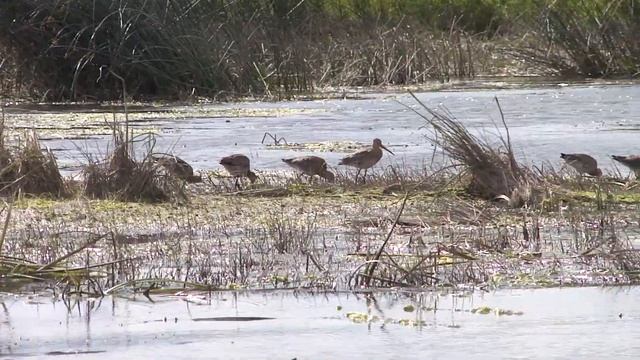 Кушнаренковский р-он. р. Белая Кулики..Большой веретенник.5-8.08.2015г. смотреть онлайн