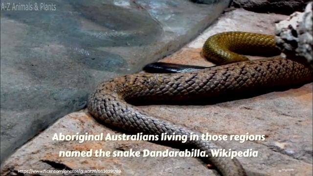Inland taipan (Oxyuranus microlepidotus) смотреть онлайн