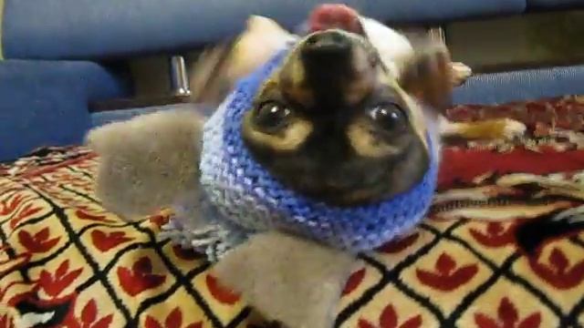 шапочка чихуахуа смотреть онлайн