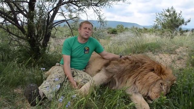 Лев ЛОРД или КАК Я СТАЛ ВОЖАКОМ ЛЬВОВ смотреть онлайн