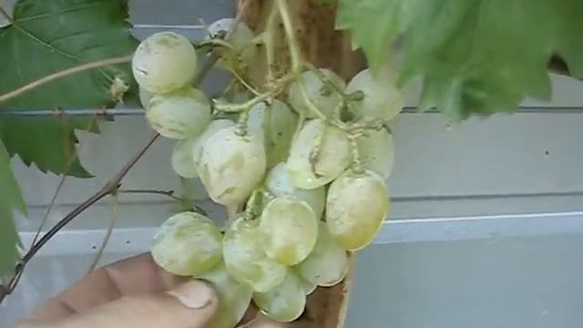 Сорт винограда Монарх смотреть онлайн