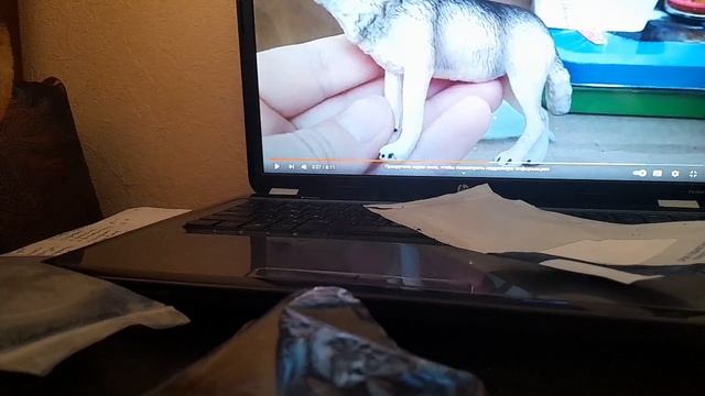 Упаковка посылки для Animals love. Маше не смотреть,это сюрприз смотреть онлайн