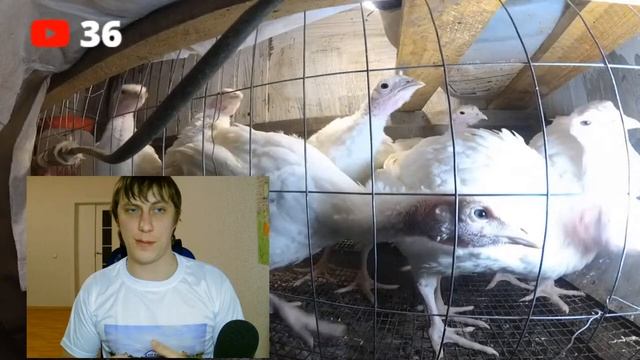 Сколько выращивать бройлеров? 40, 60 или 4 месяцА??? Обсудим и поговорим смотреть онлайн