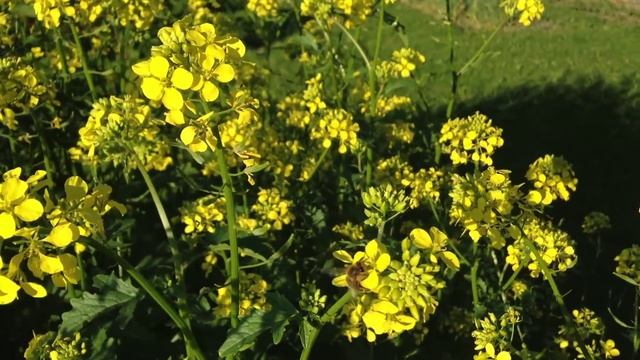 ДеревняLIFE #1. Домашний сыр. Ремонтантная земляника. Пчёлы. Деревенская свадьба смотреть онлайн