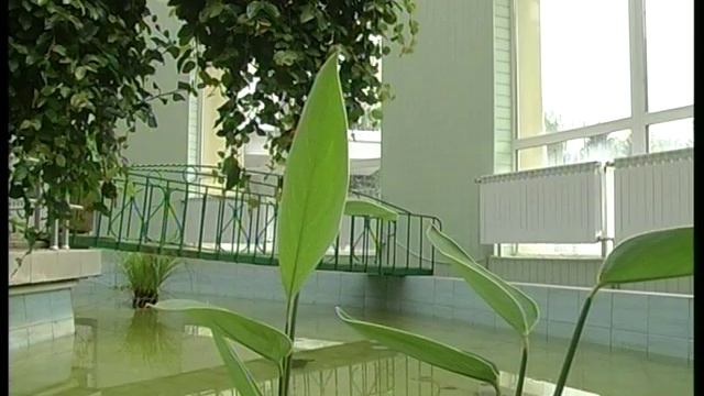 Ботанический сад. Донецк. смотреть онлайн
