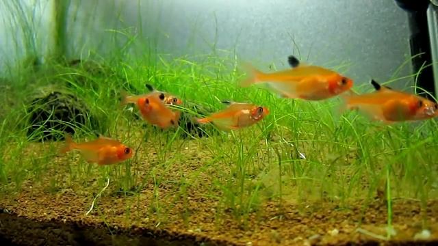 Минор (Hyphessobrycon Minor)