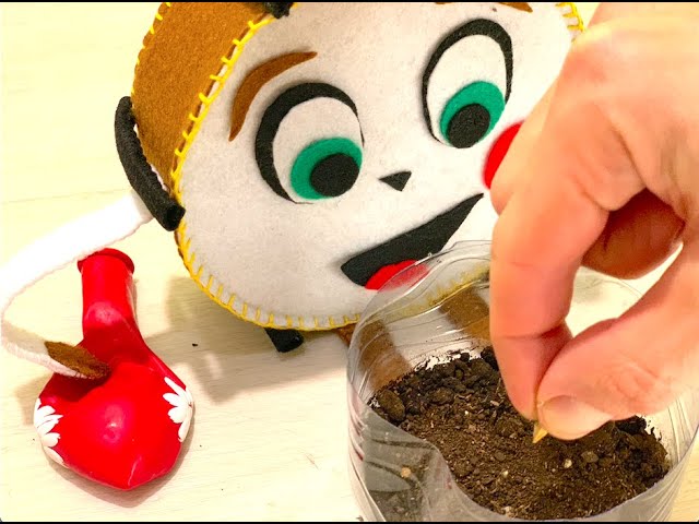 Домашняя теплица из бутылки. Как обычные дрожжи надуют воздушный шар! смотреть онлайн