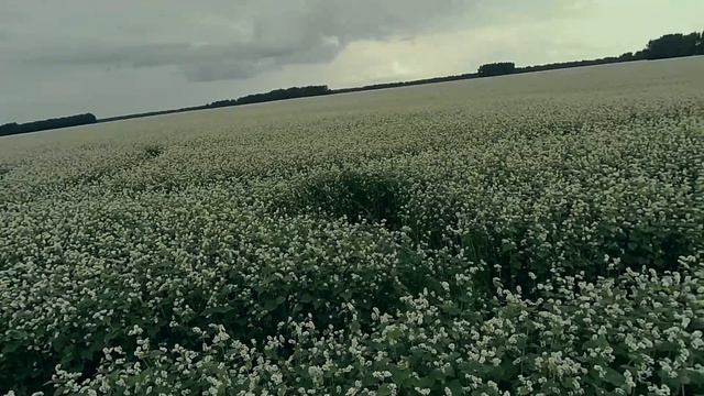 спокойная жена - горе в семье смотреть онлайн