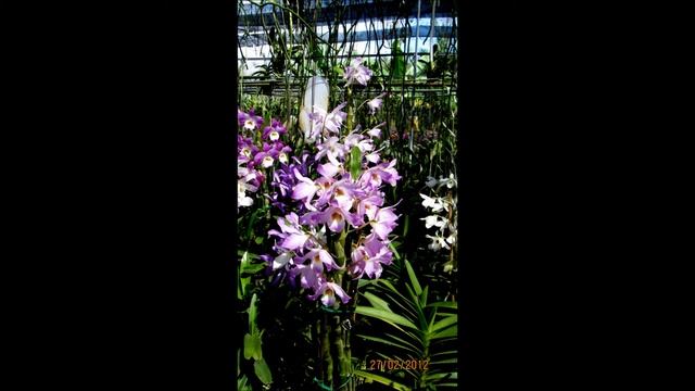 Сад орхидей Пхукет февраль 2012.wmv смотреть онлайн