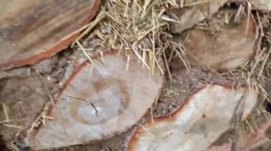 Строим Баню из глиночурки