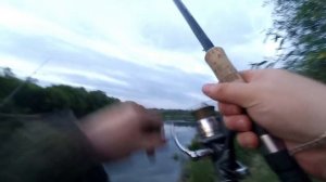 Ловля сазана на течении на фидер в июле. - Рыбалка на сазана на кукурузу. Сура. Лунино.