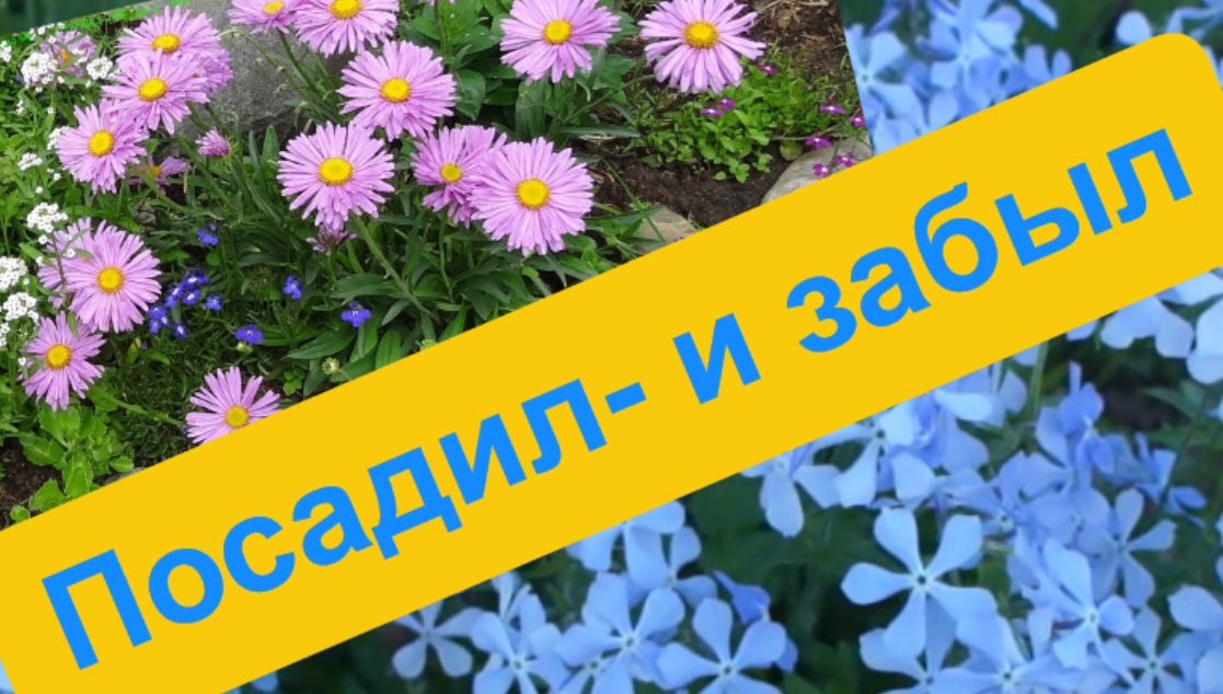 Неприхотливые многолетники смотреть онлайн