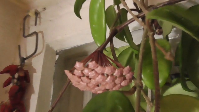 Цветок хойя цветёт в комнате вечером, в видео участвует Геннадий Горин