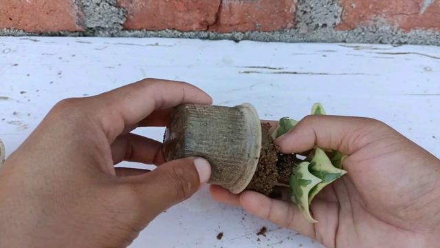 Ivy Plant Propagation From Cuttings In Sand | How To Grow Ivy Plant From Cuttings | Grow English Iv