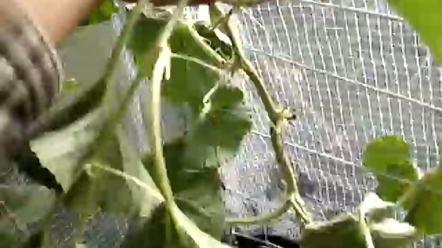Арбузы на Урале. Опыт выращивания. смотреть онлайн