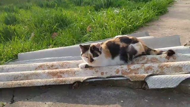 КАК К КОШКЕ МАСЕ ЖЕНИХИ ПРИШЛИ. СМЕШНОЙ КОТОФИЛЬМ О МАРТОВСКИХ КОТАХ. смотреть онлайн