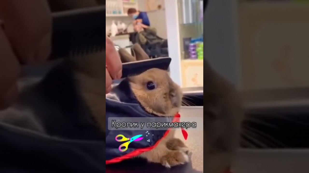 Стрижка для кролика у парикмахера смотреть онлайн