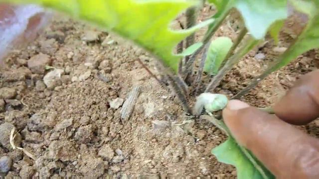 How to get more flowers in Gerbera Plant|Care of Gerbera Plant|How to Fertilize Gerbera Plant|जरबेर смотреть онлайн