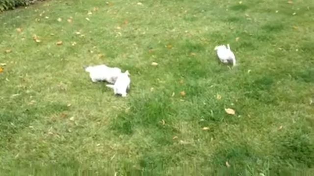 Westie pups... смотреть онлайн