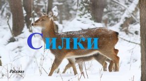 Силки.. (рассказ)