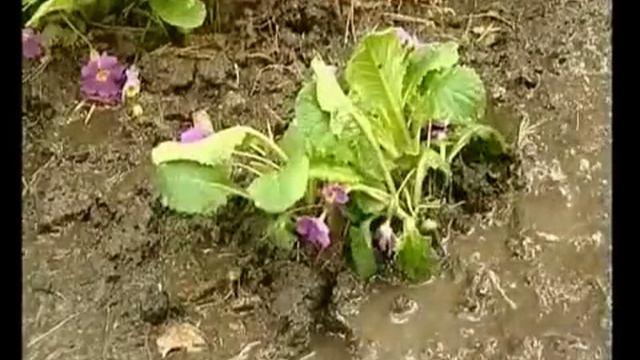 Примула первоцветы_MP4 1024 PAL Streaming.mp4 смотреть онлайн