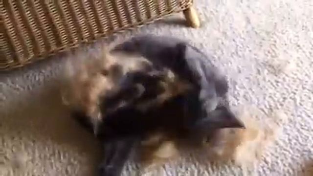 Weird Russian Blue Playing with Dog Hair смотреть онлайн