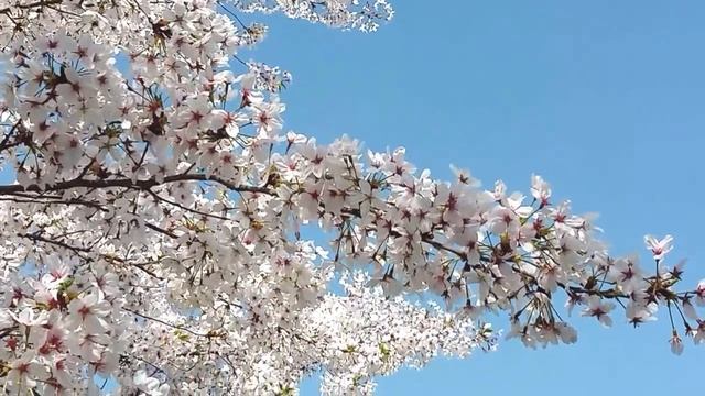 Японская сакура смотреть онлайн