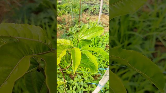 Passiflora flavicarpa. Адаптация прошла непросто, засуха в этом помогла. Медленно, но растёт. смотреть онлайн