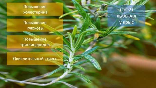 Антитоксическое действие розмарина против диоксида титана TIO2 смотреть онлайн