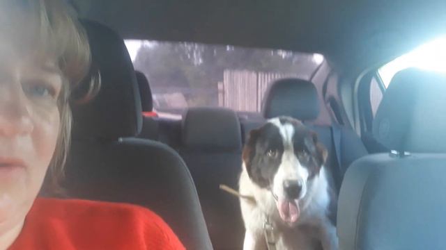 17.08.18 АЛАБАЙ ЕДИТ НА ПРИВИВКУ!🙄😁. смотреть онлайн