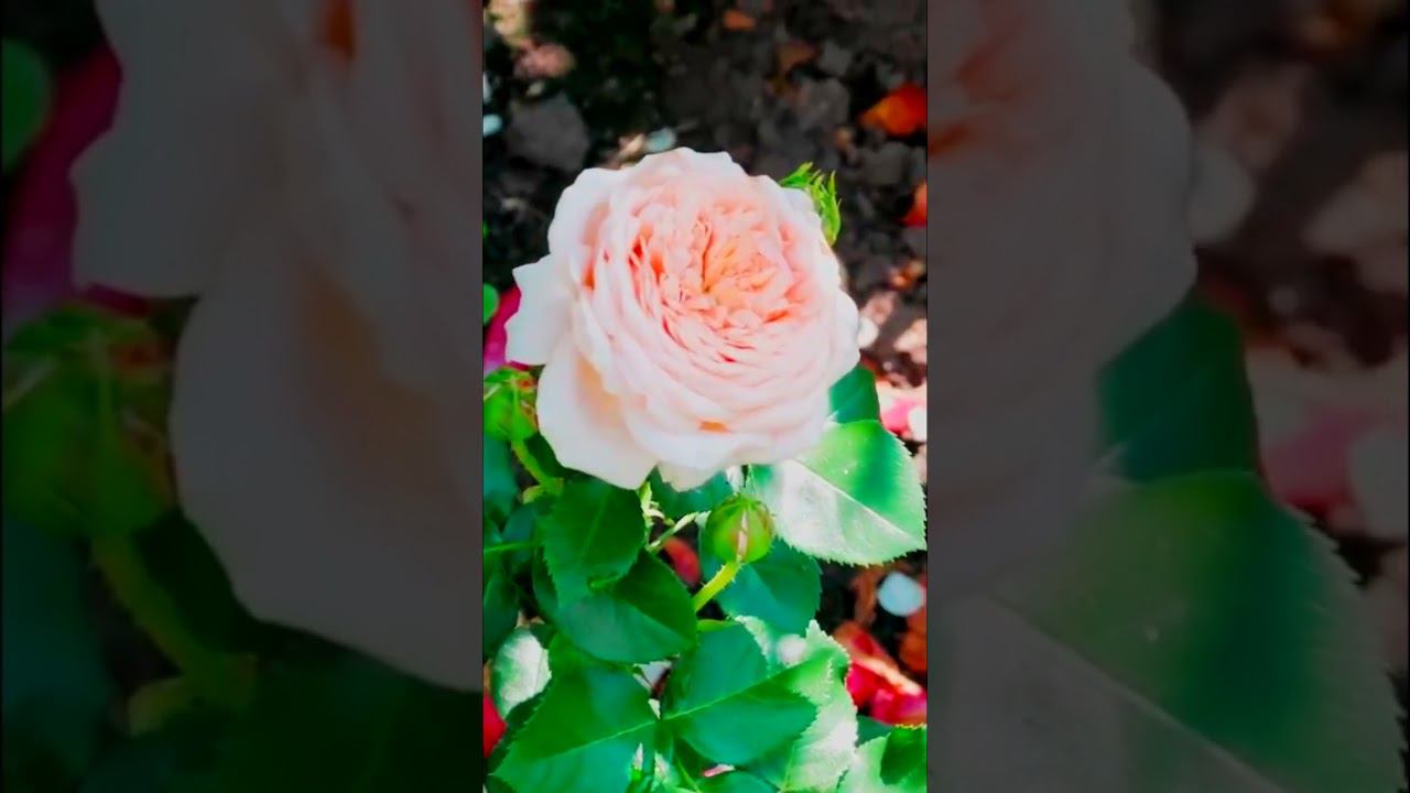 Континьюд Френдшип Continued Friendship смотреть онлайн