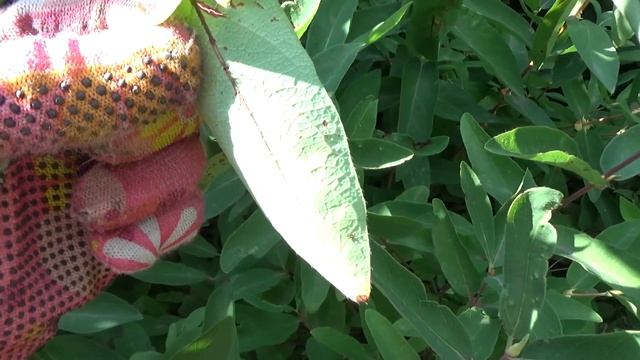 Жимолость,уход в июле. смотреть онлайн