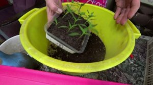 Пикировка острого перца