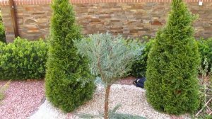 ЧТО ДЕЛАТЬ, ЕСЛИ МОЖЖЕВЕЛЬНИК УПАЛ.