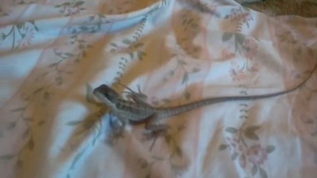 turok смотреть онлайн
