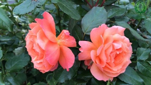 Роза Бельведер / Belvedere - видео/карта. Питомник ? и ? Е. Иващенко смотреть онлайн