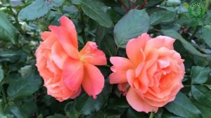 Роза Бельведер / Belvedere - видео/карта. Питомник ? и ? Е. Иващенко