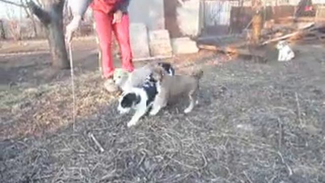 Щенки от Пиара Ак-Нукер х Вилари Эрфолг Мастер смотреть онлайн