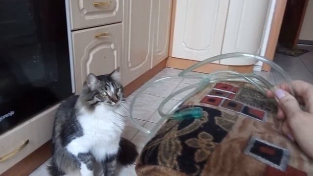 Кот боится шланга смотреть онлайн