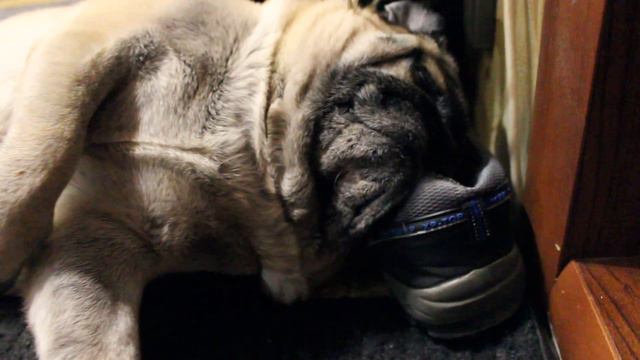 Мопс спит на кроссовках!!! смотреть онлайн