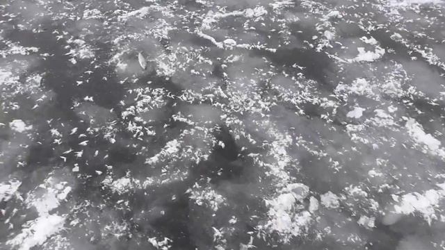 Рыбалка осенью на хариуса со льда хороший клёв смотреть онлайн