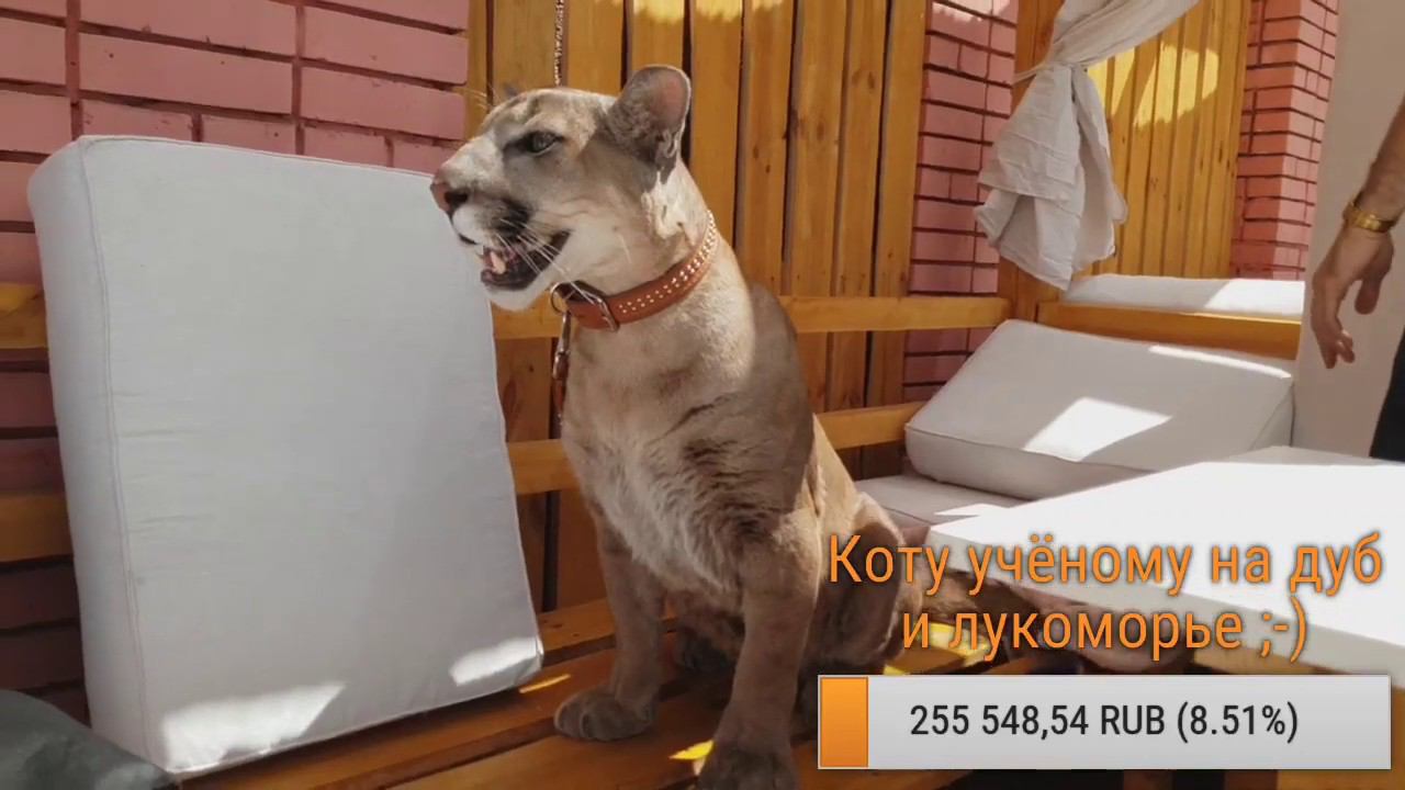 Прямой эфир. Росток холл