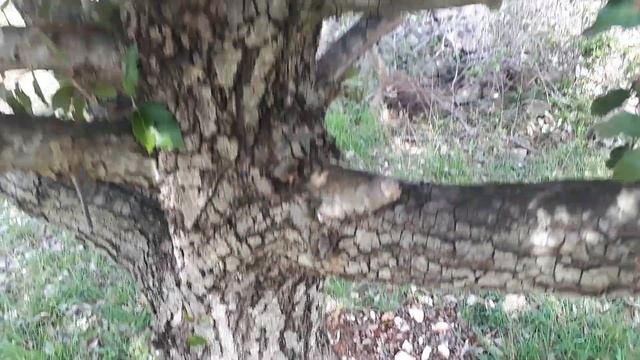 Quercus ilex - evergreen oak, holly oak, holm oak смотреть онлайн