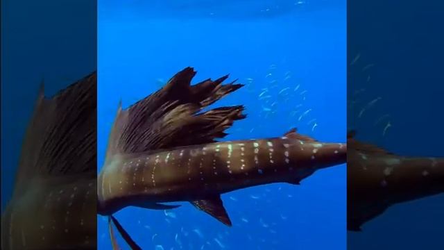 Самая быстрая рыба в мире: рыба-парусник! ♡ The quickestfish in the world: sailboat-fish смотреть онлайн