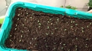 Когда открывать всходы петунии