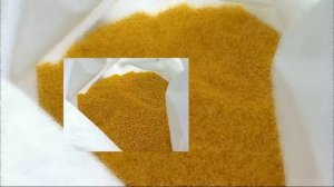 Вот как ПШЕНО влияет на организм! 90% людей этого не знают: ПШЕНО - самая полезная КАША!