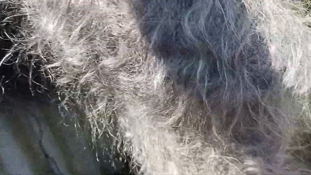 Отвечаю на вопрос, какие большие теплые пуховые платки сейчас есть в наличии. смотреть онлайн