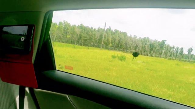 МАМА В ШОКЕ❤СТРАХ И РИСК В ДИКОЙ ПРИРОДЕ❤ СРЕДИ ДИКИХ ЖИВОТНЫХ❤SAFARI WILDERNESS смотреть онлайн